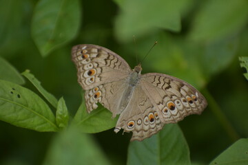 Junonia atlites - Gray pansy, Asia, Monsanto Insectarium