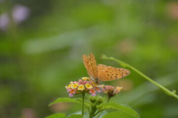 Common Leopard or Spotted Rustic (Phalanta phalantha) butterfly 