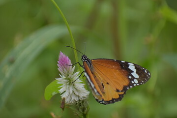 Plain tiger-Danaus chrysippus from Vaniyambalam 