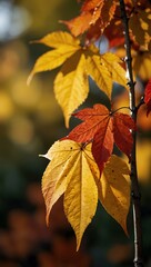 Obraz premium Autumn leaves in orange, yellow, and red.