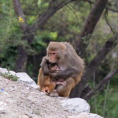 An Indian monkey hugging her baby monkey, showing a close and loving bond between mother and child. The photo captures the natural behavior of monkeys in the wild and highlights maternal care 