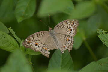 Junonia atlites - Gray pansy, Asia, Monsanto Insectarium
