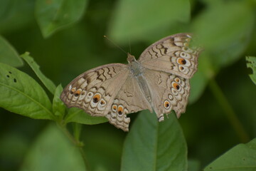 Obraz premium Junonia atlites - Gray pansy, Asia, Monsanto Insectarium
