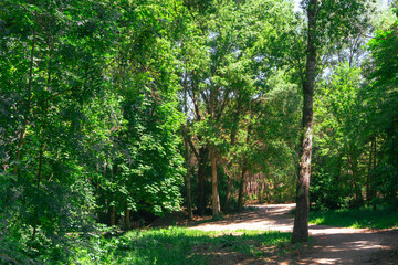 Lush Green Woodland, Tranquil Nature Trail in the Forest, Forest Path in Bright Greenery