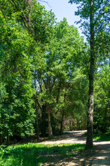 Hiking Through a Lush Green Woodland, A Tranquil Escape into the Woods