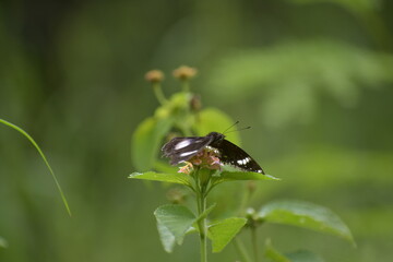 Hypolimnas bolina-female, Great eggfly -female. Taken at Krohn Conservatory butterfly show