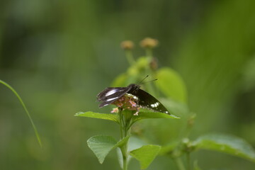 Hypolimnas bolina-female, Great eggfly -female. Taken at Krohn Conservatory butterfly show