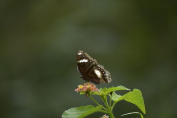 Hypolimnas bolina-female, Great eggfly -female. Taken at Krohn Conservatory butterfly show