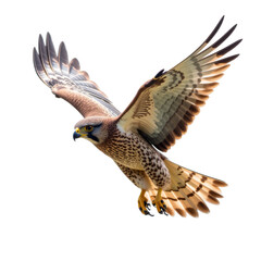 Fototapeta premium Flying Falcon Isolated on white transparent background, Falcon PNG, hawk PNG 