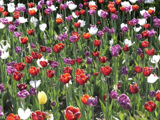 red and yellow tulips