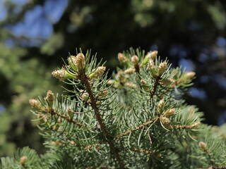 pine tree branches