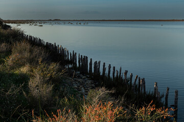 Paysage de Camargue en France autour de  l'&eacute;tang du Fangassier