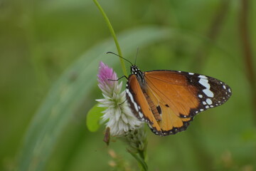 Plain tiger-Danaus chrysippus from Vaniyambalam 