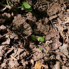 plant in the ground