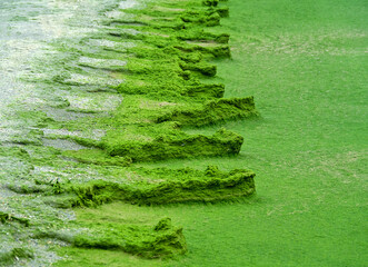 Tongue of shell-sand, sand spit with algae (Cladophora) shore. The ridge is covered with steppe vegetation. Winter Lagoon of Azov Sea.