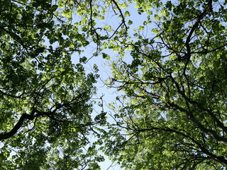 leaves against blue sky