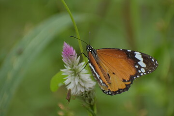 Plain tiger-Danaus chrysippus from Vaniyambalam 