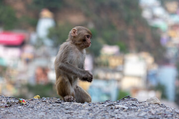 A young Indian monkey sits in the foreground with an urban cityscape in the background. The...