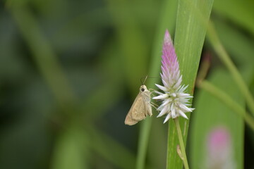 Gegenes nostrodamus Dingy Swift Butterfly