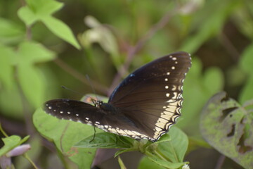 Hypolimnas bolina-female, Great eggfly -female. Taken at Krohn Conservatory butterfly show