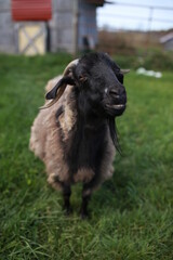 Cute Furry Goat Livestock Farm Animal in Grass