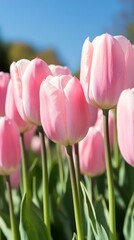 Fototapeta premium Pink tulips arranged elegantly in a bouquet on a soft background