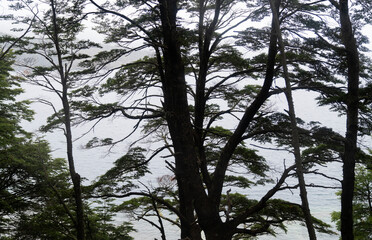View of a Nothofagus dombeyi tree, also known as Coihue, branches and leaves silhouette in the patagonian forest.