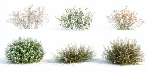 Midgen berry plants isolated on white background