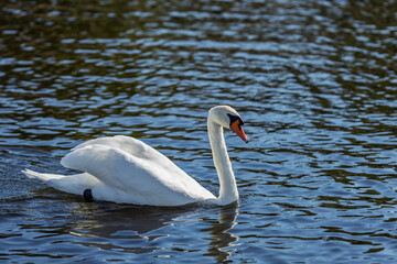 Swan glides gracefully on a serene lake surrounded by gentle ripples and calm reflections