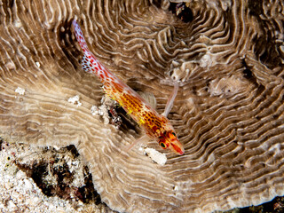 Red Spotted Hawkfish (Cirrhitichthys falco)