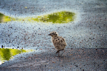 Baby Seagull chick