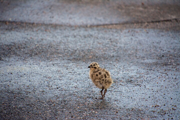 Baby Seagull chick