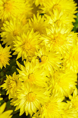 Yellow flowers Сhrysanths Chrysanthemum indicum - blooming autumn decorative Chrysanthemum in the garden, Ukraine