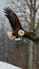 Obraz premium Bald eagle flying with wings spread.