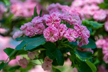 The hawthorn (Crataegus laevigata Paul's Scarlet)