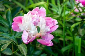 The peony or paeony