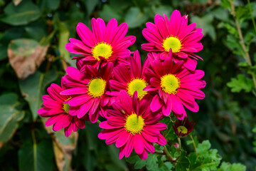 Obraz premium Сhrysanths Chrysanthemum indicum - blooming autumn decorative Chrysanthemum in the garden, Ukraine