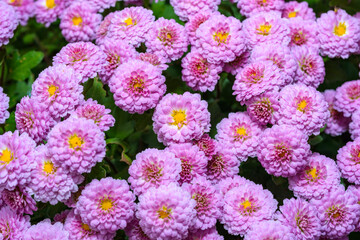 Сhrysanths Chrysanthemum indicum - blooming autumn decorative Chrysanthemum in the garden, Ukraine