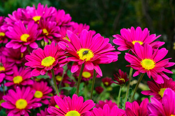 Fototapeta premium Сhrysanths Chrysanthemum indicum - blooming autumn decorative Chrysanthemum in the garden, Ukraine
