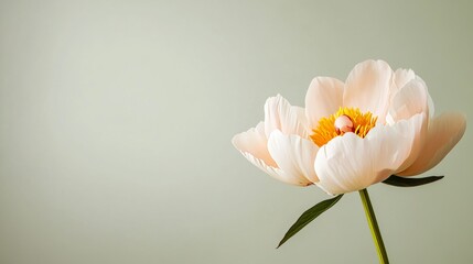 Obraz premium A solitary soft peach peony against a light sage background, close-up shot, Minimalist style