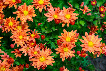 Сhrysanths Chrysanthemum indicum - blooming autumn decorative Chrysanthemum in the garden, Ukraine