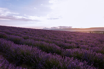 Obraz premium The lavender flowers on the background of the setting sun