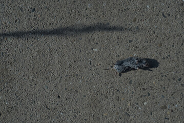 A mouse was lying on the ground