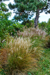 Miscanthus or silvergrass - ornamental grass against the sky on a salty day in the garden