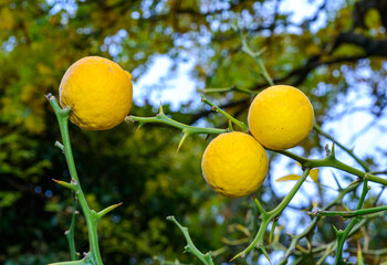 Citrus trifoliata, Poncirus trifoliata - yellow edible fruits with seeds inside against blue sky in...