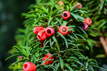 Obraz premium European yew Taxus baccata - poisonous red berries on an ornamental yew shrub in autumn in a park, Ukraine