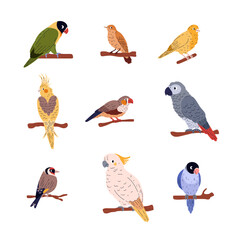 Fototapeta premium Cartoon domestic birds species vector set, Agapornis, Canary, Corella, Jaco sit on twigs, decorative exotic pet parrots