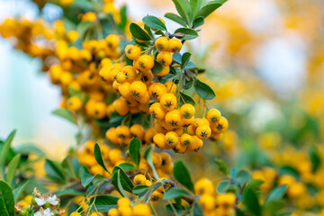 Fire thorn with yellow Pyracantha fruits in autumn