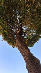 A tall autumn tree still full of green, yellow, and orange leaves