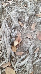 Dried roots of a tree in the soil with dry, colorless leaves
